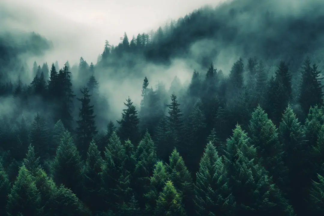 Beautiful forest with soft fog rising above the trees.